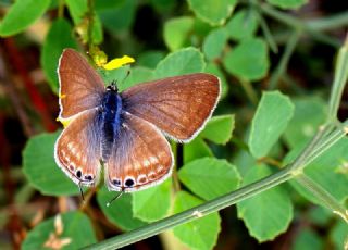 Lampides (Lampides boeticus)