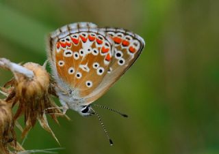 okgzl Esmer (Aricia agestis)