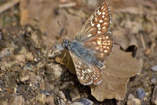 Gzel Zpzp (Pyrgus cinarae)