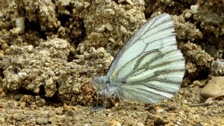 izgili Da Beyazmelei (Pieris bryoniae)