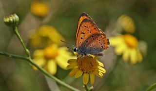 Anadolu Ate Gzeli (Lycaena asabinus)