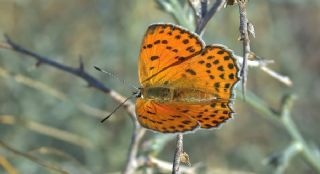 Alev Ategzeli (Lycaena kefersteinii)