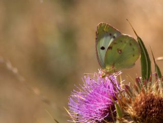 Sar Azamet (Colias croceus)