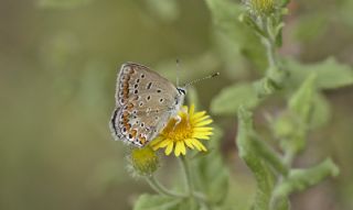 okgzl Mavi (Polyommatus icarus)