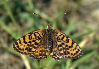 Benekli parhan (Melitaea didyma)