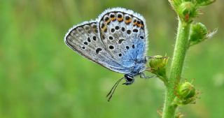 Gm Lekeli Esmergz (Plebejus argus)