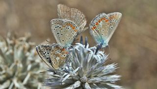 okgzl Gk Mavisi (Polyommatus bellargus)