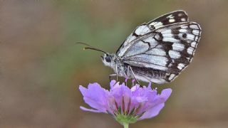 Orman Melikesi (Melanargia galathea)