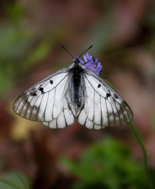 Dumanl Apollo (Parnassius mnemosyne)