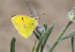 Sar Azamet (Colias croceus)