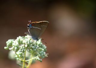 Gzel Sevbeni (Satyrium spini)
