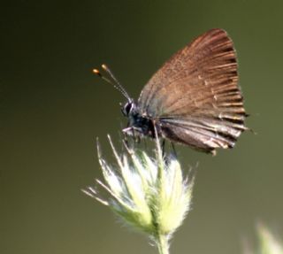 Byk Sevbeni (Satyrium ilicis)