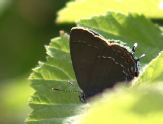 Byk Sevbeni (Satyrium ilicis)