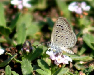 Karsandra (Zizeeria karsandra)