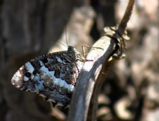 Kara Murat (Brintesia  circe)