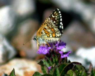Sar Bandl Zpzp (Pyrgus sidae)