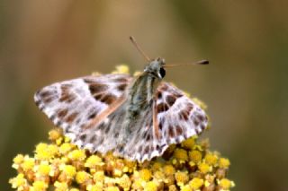 Hatmi Zpzp (Carcharodus alceae)