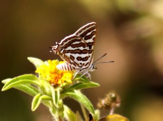 eytanck (Cigaritis acamas)