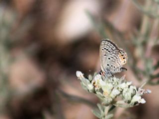 Mcevher Kelebei (Chilades trochylus)