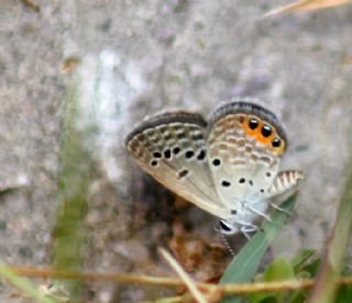 Mcevher Kelebei (Chilades trochylus)