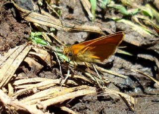 Sar Antenli Zpzp (Thymelicus sylvestris)