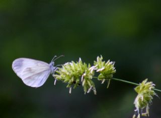 Narin Orman Beyaz (Leptidea sinapis)