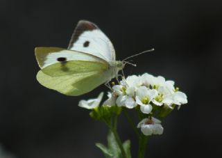 Byk Beyazmelek  (Pieris brassicae)