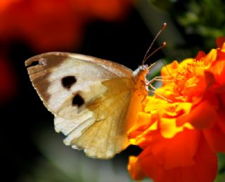 Byk Beyazmelek  (Pieris brassicae)