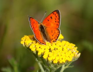 Anadolu Ate Gzeli (Lycaena asabinus)
