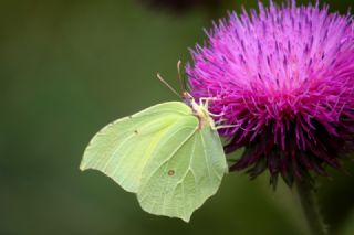 Orakkanat (Gonepteryx rhamni)