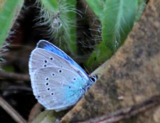 okgzl Rus Mavisi (Polyommatus coelestina)