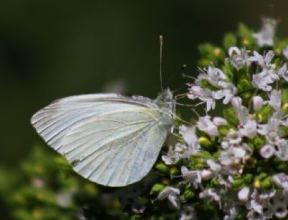 Kk Beyazmelek (Pieris rapae)