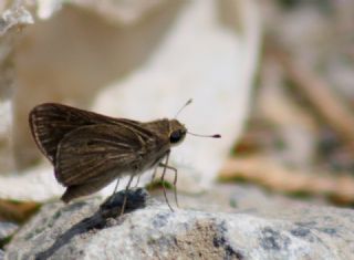 Cce Zpzp (Gegenes pumilio)