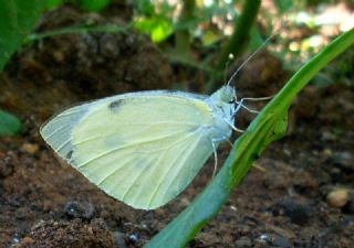 Byk Beyazmelek  (Pieris brassicae)