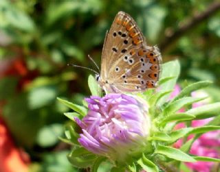 okgzl Anadolu Mavisi (Aricia crassipunctus)