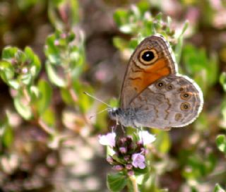 Esmerboncuk (Lasiommata maera)
