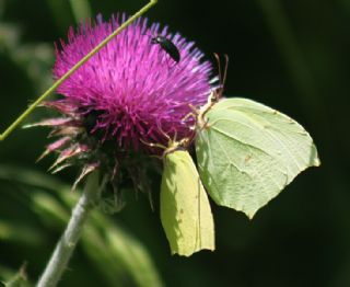 Kleopatra (Gonepteryx cleopatra)