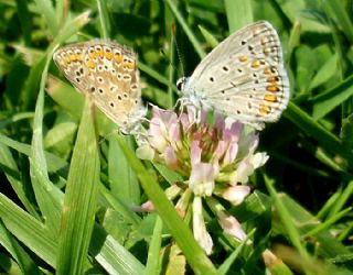 okgzl Mavi (Polyommatus icarus)