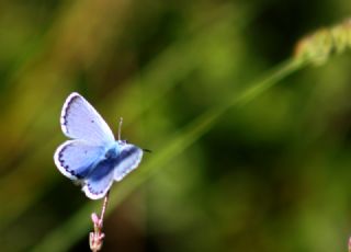 Himalaya Mavisi (Pseudophilotes vicrama)