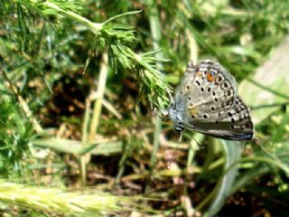 okgzl Gm Mavi (Albulina loewii)