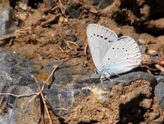 Anadolu Devmavisi (Glaucopsyche lessei)