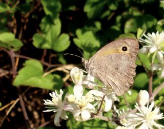 Esmerperi (Hyponephele lupina)