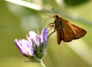 Orman Zpzp (Ochlodes sylvanus)