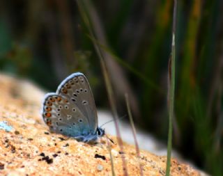 Anadolu Esmergz (Plebejus modicus)