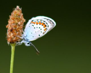 Gm Lekeli Esmergz (Plebejus argus)