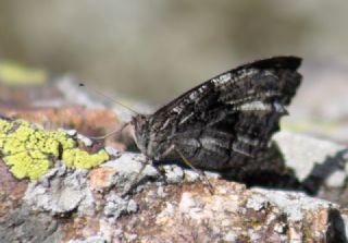 Byk Karamelek (Hipparchia syriaca)