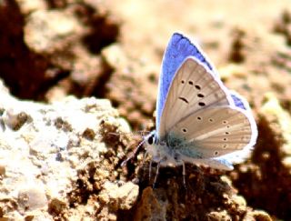 Yalanc Lacivert Anadolu okgzls (Polyommatus pseudactis)