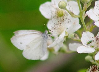 Yalanc Beyazmelek (Pieris pseudorapae)