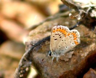 okgzl Esmer (Aricia agestis)