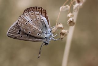 Tr almalar ([unknown genus] n/a)